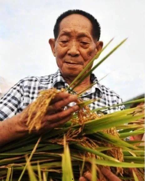 袁隆平徒弟爆料下棋视频,传承智慧,棋艺非凡 第1张 袁隆平徒弟爆料下棋视频,传承智慧,棋艺非凡 第1张